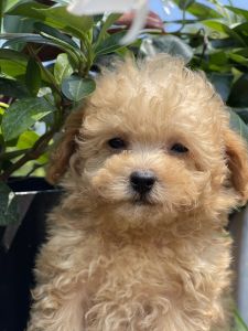 micro goldendoodle
