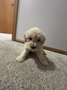 Miniature Goldendoodle puppies rehoming
