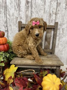 Female Goldendoodle 2