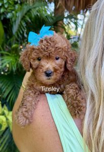 Smaller Mini Goldendoodles