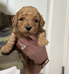 Mini goldendoodles for sale!