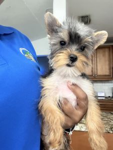 Yorkie terrier