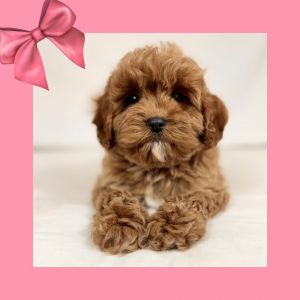 Mini Goldendoodle