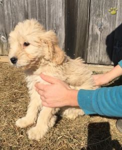 Goldendoodle Puppy for Sale