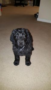 ckc Goldendoodle puppy