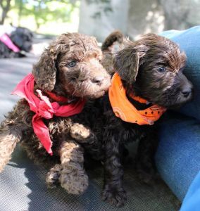 Chocolate Goldendoodle !!!
