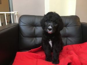Goldendoodle Puppies Ready