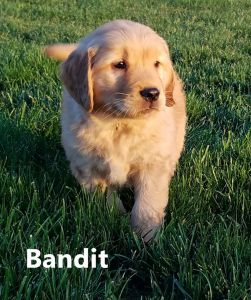 Bandit ***