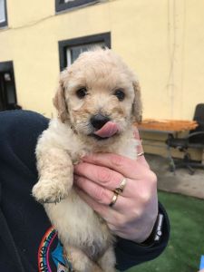 Miniature Goldendoodle For Sale