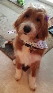 Goldendoodle Puppies