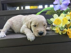 HENRY GOLDENDOODLE MALE F1