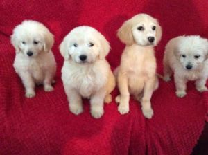 Beautiful F1 Goldendoodles For Sale