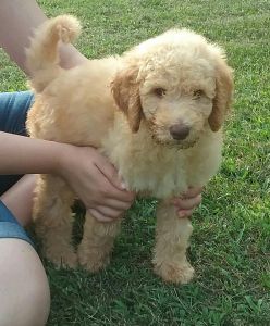 Fantastic AKC Goldendoodle puppies