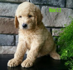 Spectacular AKC Goldendoodle puppies