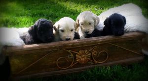 F2 Goldendoodle Puppies