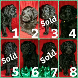 Goldendoodle puppies F1b