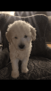 F2b Golden doodle puppies CKC