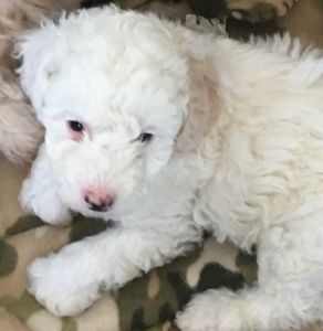 3 Adorable mini Goldendoodles looking for forever homes 8 weeks old