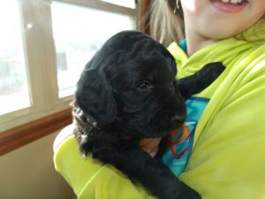 Goldendoodles and Labradoodles
