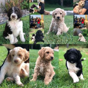 F1b Goldendoodle Standard size reservations