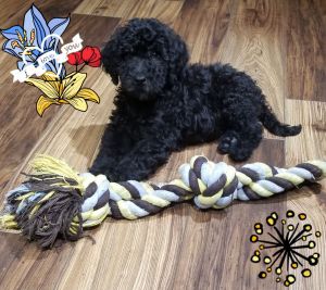 Multigen F3B (rare) Goldendoodle Male puppy