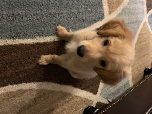 Four month old (golden doodle 2nd generation)