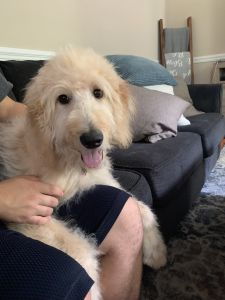 F1b Goldendoodle