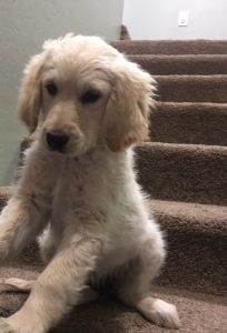 Goldendoodle female puppy
