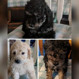 3 mini Goldendoodles
