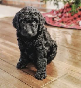 9 weeks large golden doodle