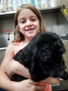 Gordon Doodle Puppies