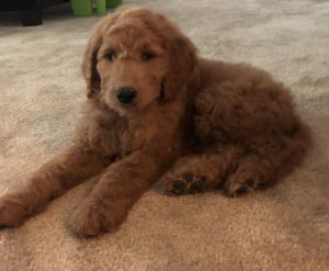 Goldendoodle