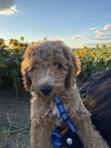 Mini Golden doodle, Ozzy