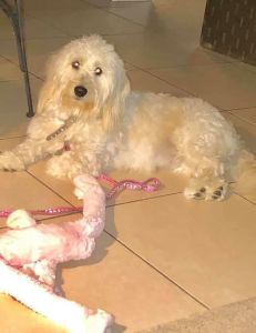 Beautiful Mini Goldendoodle for Adopting