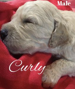 PuppyIs ready March 1st