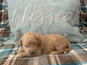 F2b Goldendoodles