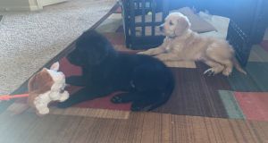 2 golden doodle puppies