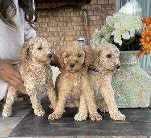 Puppies in need of Forever Home