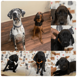 Great Dane/Bloodhound mix puppies