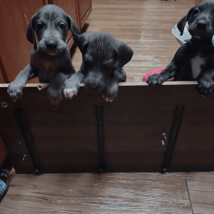 Great Dane Puppies