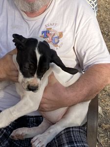 Full blooded Great Danes