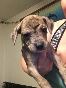 Great Dane / Ridgeback mix puppies looking for forever home