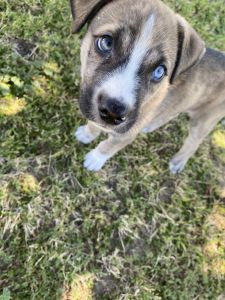 Great Dane husky mix puppy.