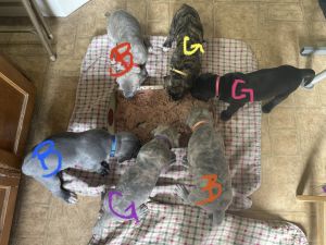 We are looking for new homes