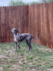 Great Dane
