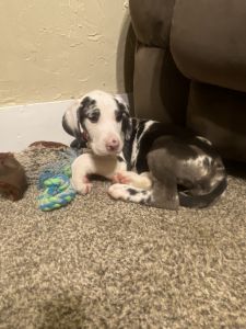 Female Great Dane