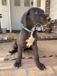 AKC Great Dane puppies
