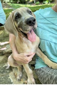 Great Danes baby’s