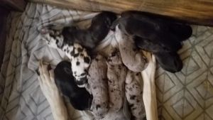 Pure bred Great Dane