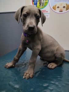 8 weeks old Great Dane pups